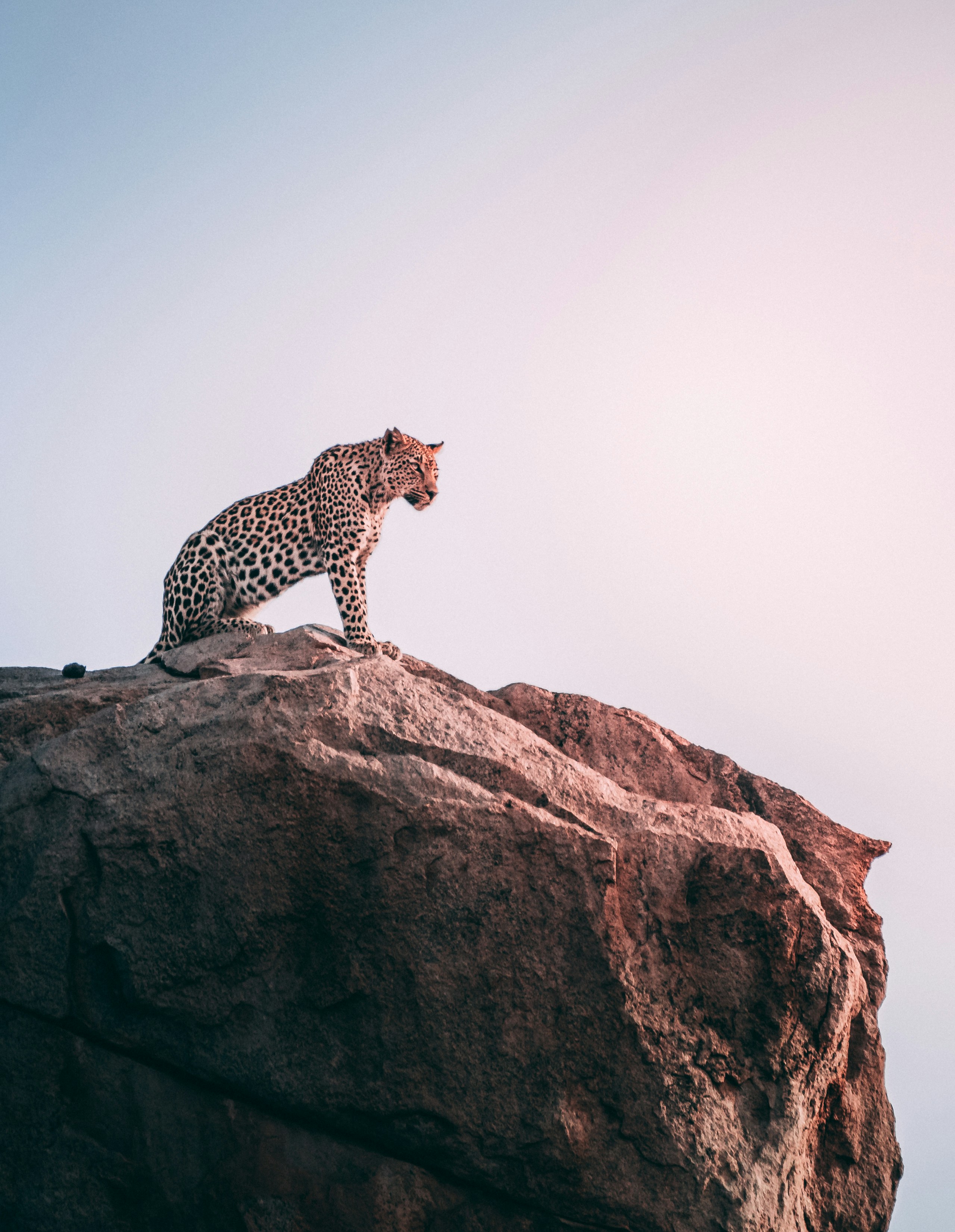 africa leopard image unsplash.com author Geranimo.com